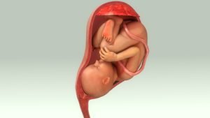 Embryo in Gebaermutter mit Nabelschnur und Plazenta
