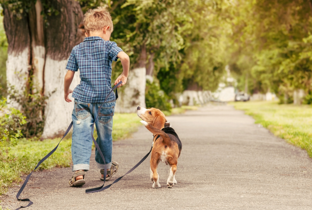 Pudel oder Beagles sind Familienhunde