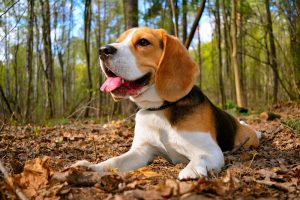 ein Beagle liegt im Wald.