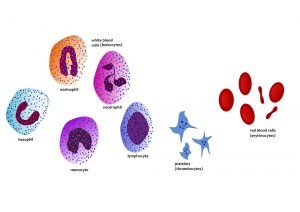 Struktur von Blutzellen