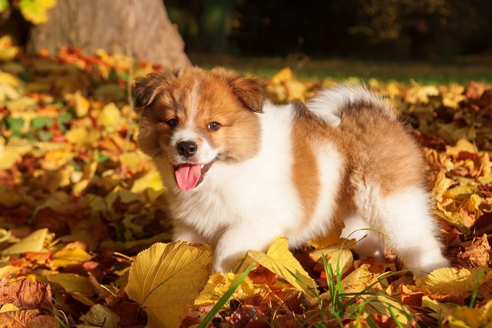 Kinderfreundliche Hunde Das sind die besten Rassen für Familien