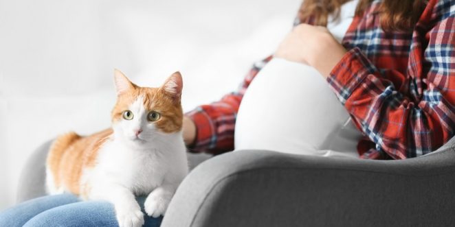 Schwangerschaft Und Katzen
