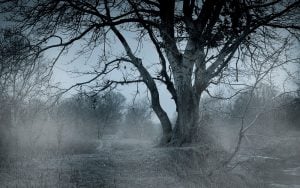 Bäume im Nebel