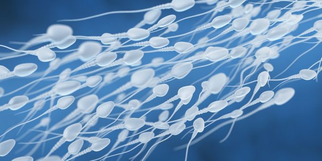 spermienqualitaet verbessern